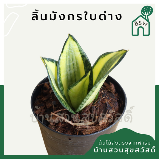 ลิ้นมังกรแคระใบด่าง (Sansevieria Trifasciata 'Golden Hahnii') ไม้ฟอกอากาศในกระถาง 4-5 นิ้ว