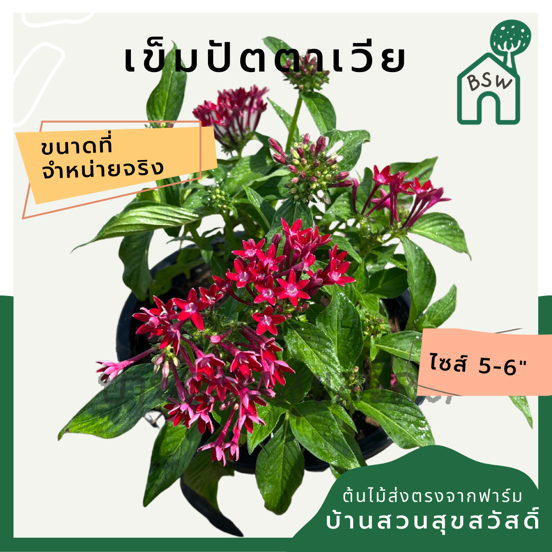เข็มปัตตาเวีย กระถาง 5-6 นิ้ว เป็นไม้แดด ออกดอกสวย ออกดอกเก่งทั้งปี