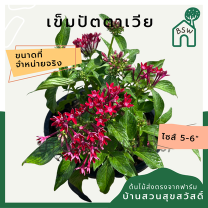 เข็มปัตตาเวีย กระถาง 5-6 นิ้ว เป็นไม้แดด ออกดอกสวย ออกดอกเก่งทั้งปี