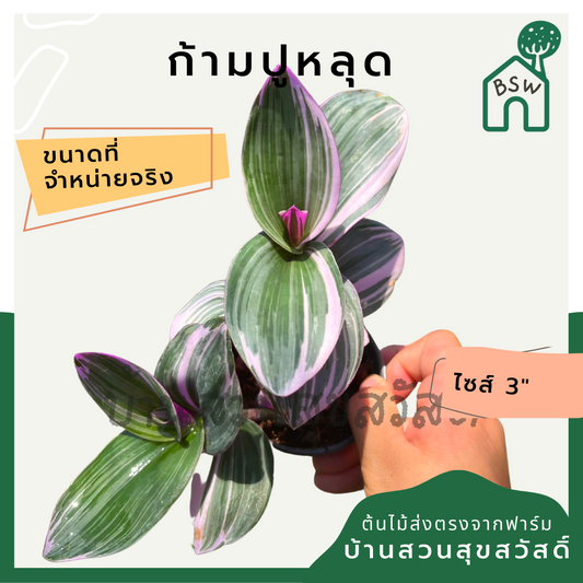ก้ามปูหลุด | Tradescantia zebrina | ไม้แขวน ไม้เลื้อยใบด่าง กระถาง 3 นิ้ว