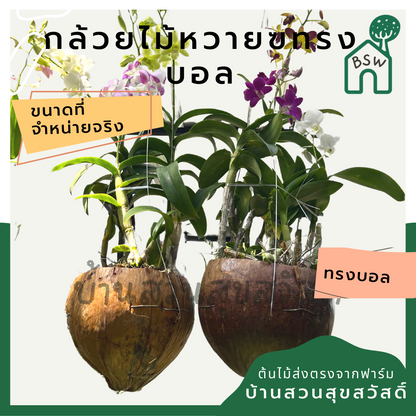 กล้วยไม้หวาย ทรงลูกบอล พร้อมแขวน ต้นใหญ่ เลี้ยงง่าย ออกดอกเก่ง