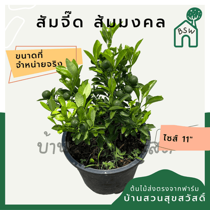 ส้มจี๊ด (Citrus Japonica) ไม้ผลในกระถาง 11 นิ้ว - Pamathegardener