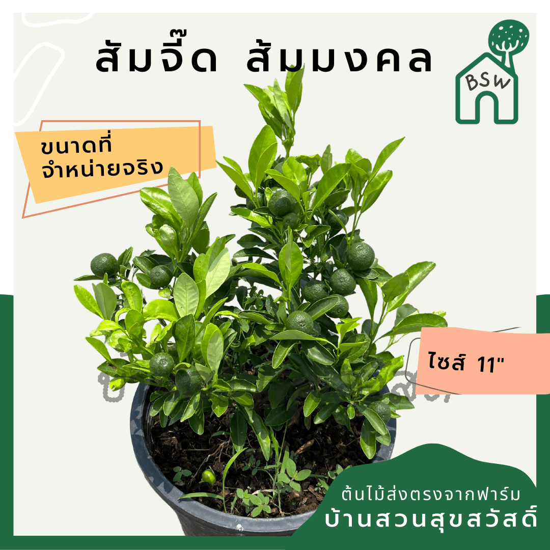 ส้มจี๊ด (Citrus Japonica) ไม้ผลในกระถาง 11 นิ้ว - Pamathegardener