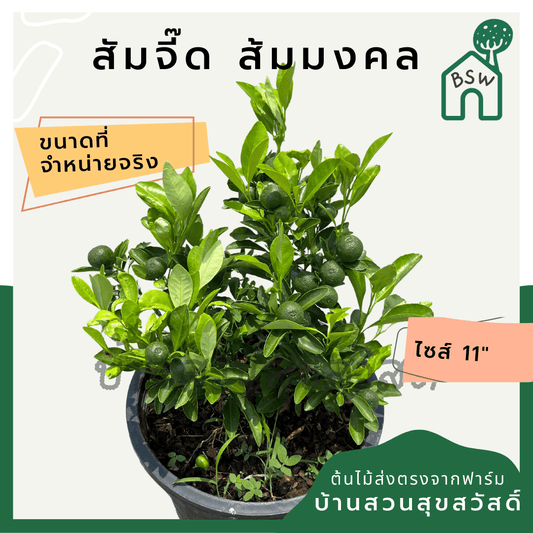 ส้มจี๊ด (Citrus Japonica) ไม้ผลในกระถาง 11 นิ้ว - Pamathegardener