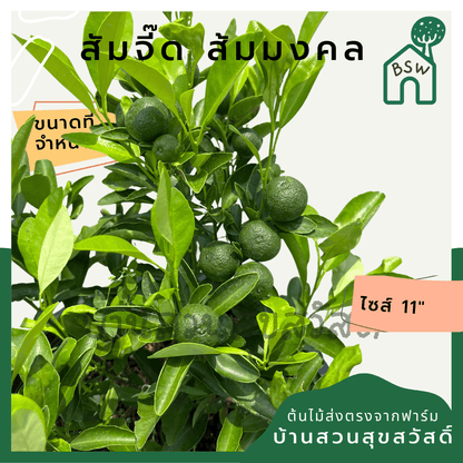 ส้มจี๊ด (Citrus Japonica) ไม้ผลในกระถาง 11 นิ้ว - Pamathegardener