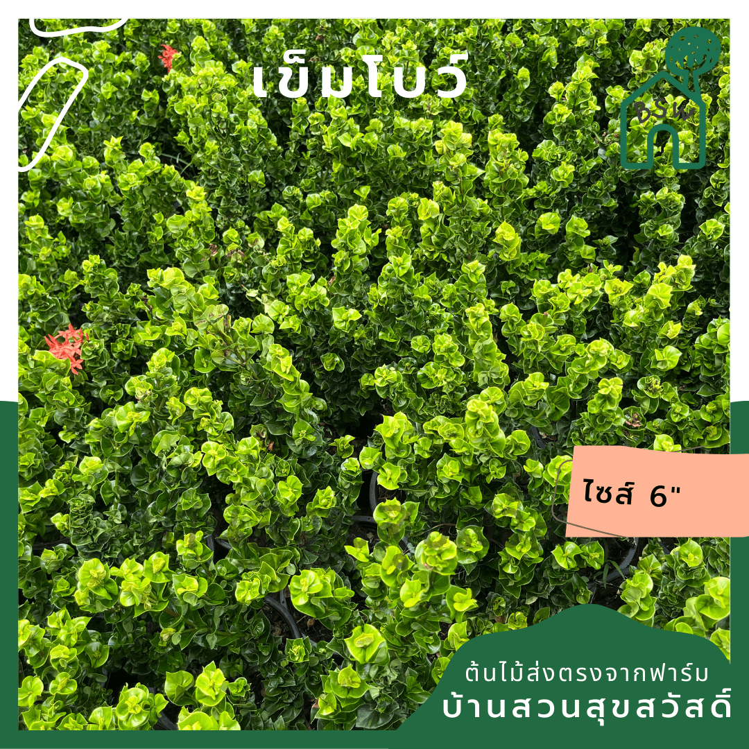 เข็มโบว์ (Clerodendrum Paniculatum) ไม้ดอกมงคลในกระถาง 6 นิ้ว - Pamathegardener