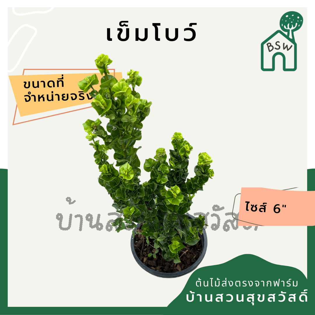 เข็มโบว์ (Clerodendrum Paniculatum) ไม้ดอกมงคลในกระถาง 6 นิ้ว - Pamathegardener