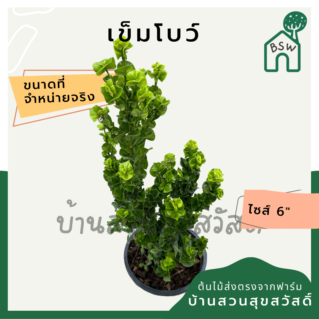 เข็มโบว์ (Clerodendrum Paniculatum) ไม้ดอกมงคลในกระถาง 6 นิ้ว - Pamathegardener