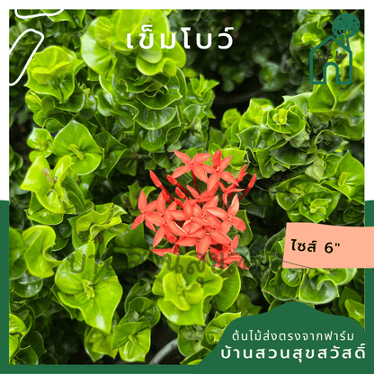 เข็มโบว์ (Clerodendrum Paniculatum) ไม้ดอกมงคลในกระถาง 6 นิ้ว - Pamathegardener