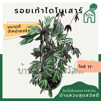รอยเท้าไดโนเสาร์ (Colocasia Esculenta) ไม้ใบใหญ่ในกระถาง 11 นิ้ว - Pamathegardener