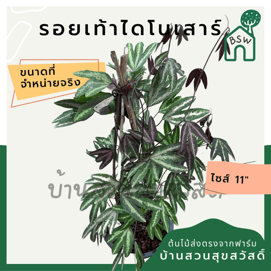 รอยเท้าไดโนเสาร์ (Colocasia Esculenta) ไม้ใบใหญ่ในกระถาง 11 นิ้ว - Pamathegardener