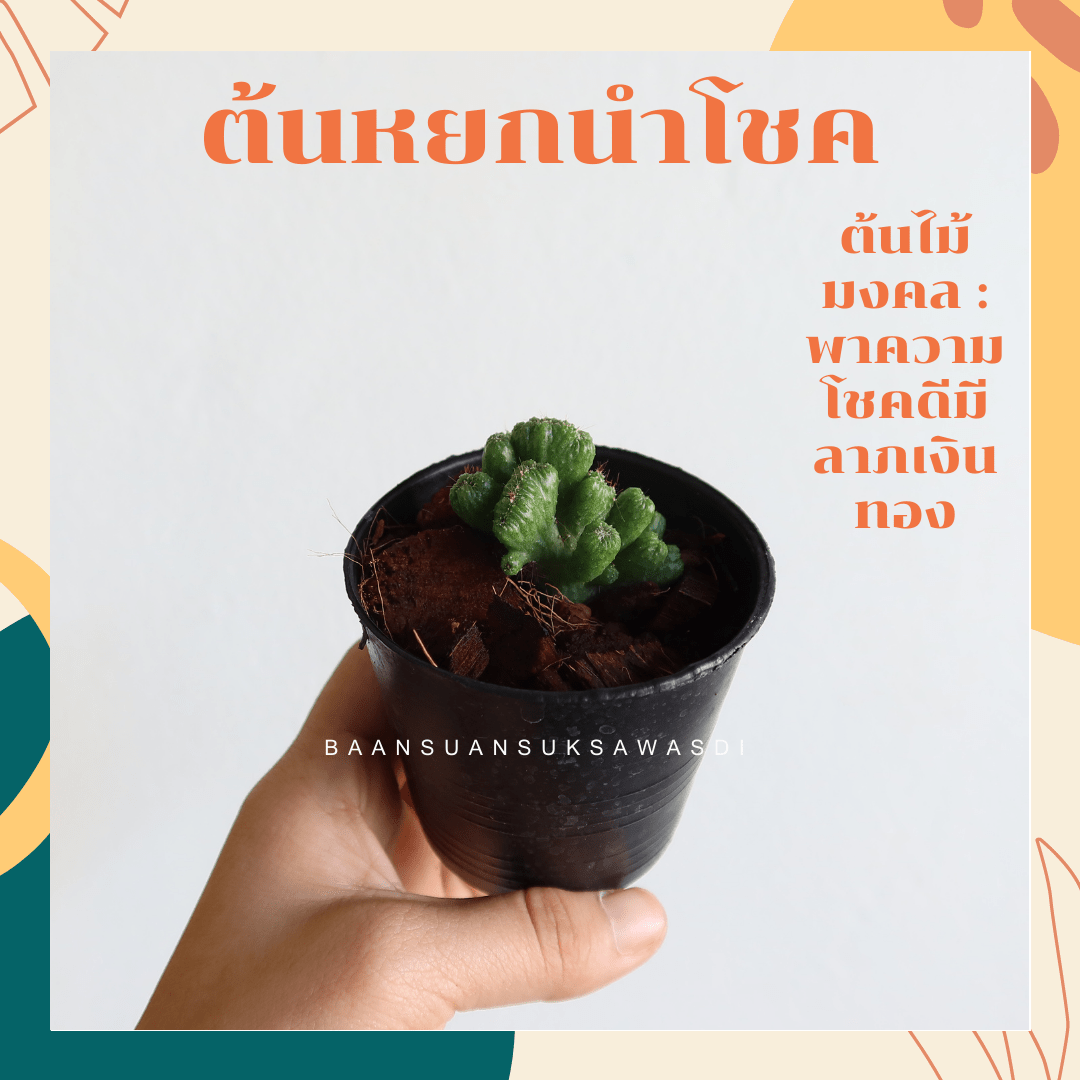 หยกนำโชค (Crassula Ovata 'Gollum') ไม้มงคลในกระถาง 3 นิ้ว - Pamathegardener