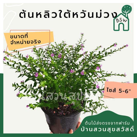 หลิวไต้หวัน (Cuphea Hyssopifolia) ไม้ดอกออกแดดในกระถาง 6 นิ้ว - Pamathegardener