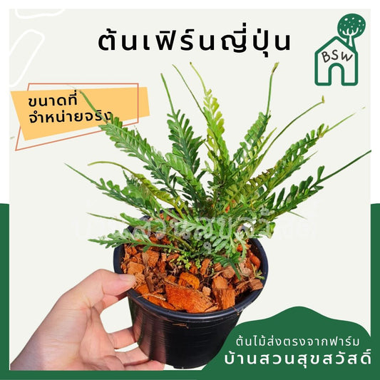 เฟิร์นญี่ปุ่น (Cyrtomium Falcatum) ไม้ใบสวยในกระถางพร้อมตั้ง - Pamathegardener