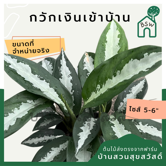 กวักเงินเข้าบ้าน (Aglaonema) ไม้มงคลในกระถาง 5-6 นิ้ว