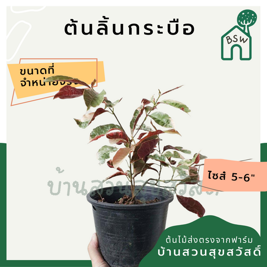 ลิ้นกระบือด่าง (Excoecaria Cochinchinensis) ไม้แดดในกระถาง
