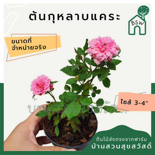 ต้นกุหลาบแคระ มาในกระถางพร้อมตั้ง ออกดอกสีสวย มีหลายสี