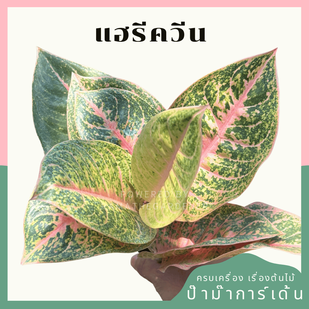 อโกลนีม่าแฮรีควีน (Harley Quinn) ส่งพร้อมกระถาง 5 นิ้ว