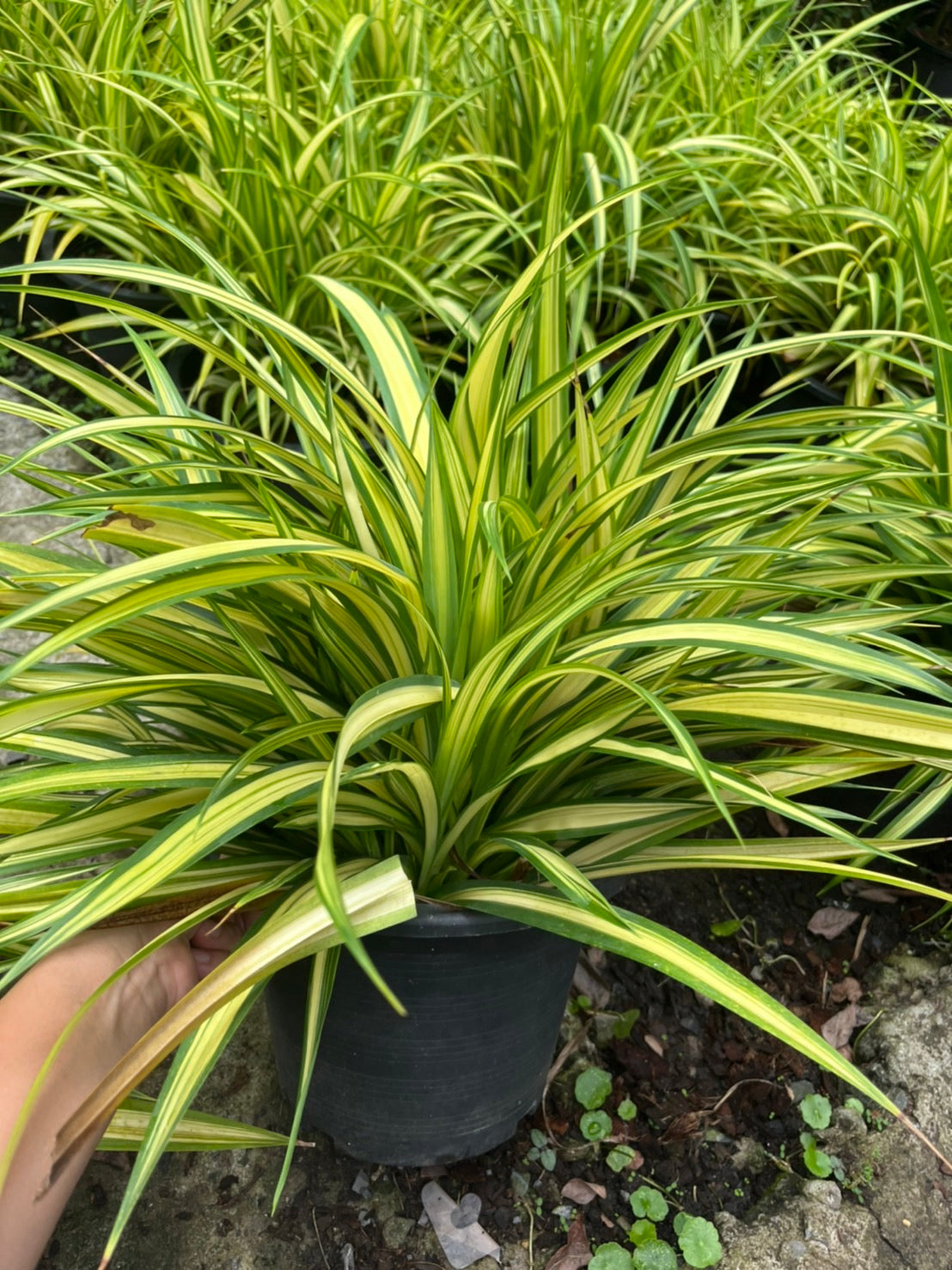 เตยด่าง (Pandanus Veitchii) ไม้ใบสวยในกระถางพร้อมตั้ง