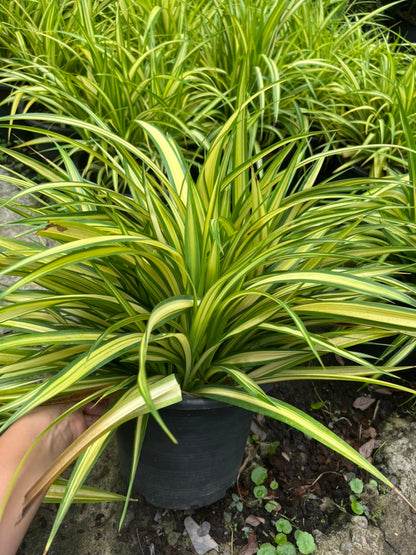 เตยด่าง (Pandanus Veitchii) ไม้ใบสวยในกระถางพร้อมตั้ง