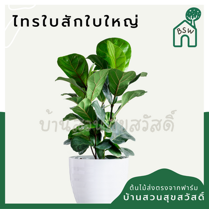 ต้นไทรใบสัก มาในกระถางพร้อมตั้ง
