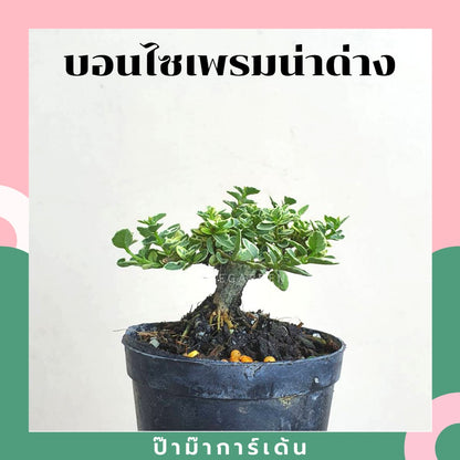 บอนไซ พร้อมกระถาง 3นิ้ว มีหลายสายพันธุ์