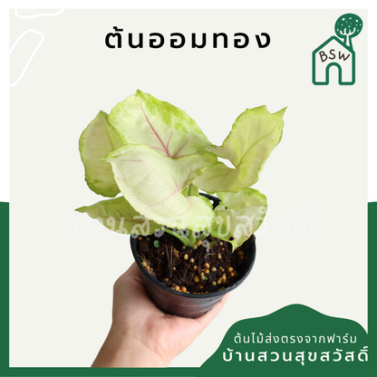 ออมทอง (Syngonium 'Aom Thong') ไม้ใบสวยในกระถางพร้อมตั้ง