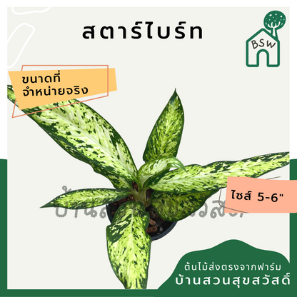 ต้นดิฟเฟนบาเกีย สตาร์ไบร์ท (Dieffenbachia StarBright)