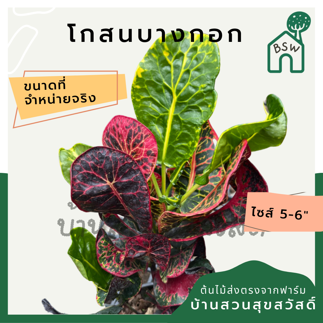 โกสนบางกอก กระถาง 5-6 นิ้ว ต้นโกสน เป็นไม้แดด ไม้ด่างสวย ใบสีสันสดใส