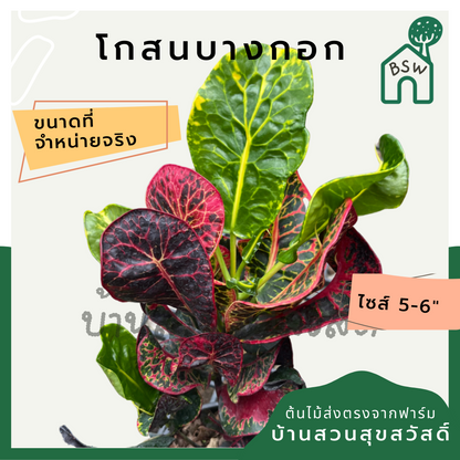 โกสนบางกอก กระถาง 5-6 นิ้ว ต้นโกสน เป็นไม้แดด ไม้ด่างสวย ใบสีสันสดใส