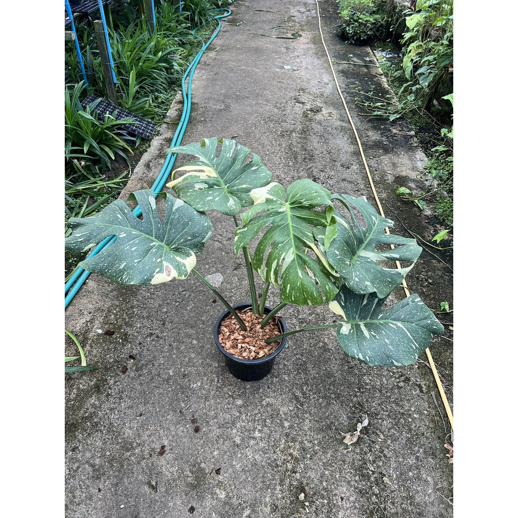 ต้นมอนสเตอร่า ไทยคอนด่าง Monstera Thai Constellation Variegated ใบสวย [เลือกต้นก่อนสั่ง] update 29/12/2564