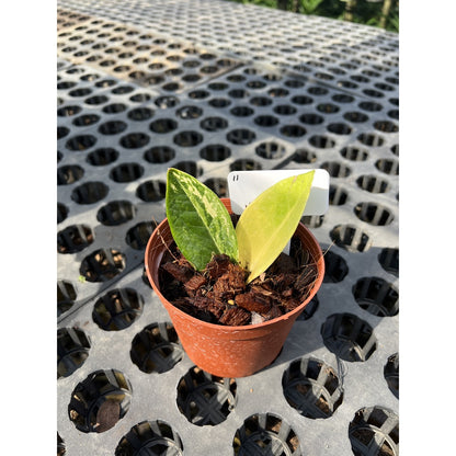 กระถางดำ 4 นิ้ พร้อม กวักมรกตด่าง ด่างสวย เทพมาก มีตุ่มแล้ว