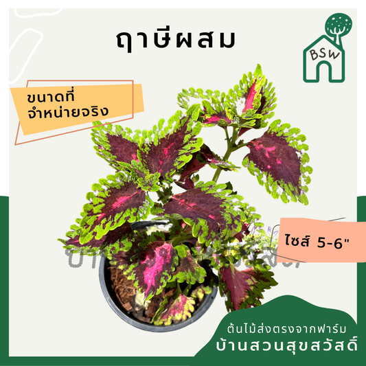 ฤาษีผสม (Solenostemon Scutellarioides) ไม้ด่างสีสวยในกระถาง 5-6 นิ้ว