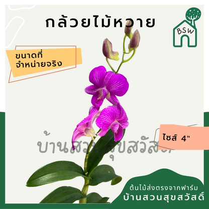 กล้วยไม้หวาย พร้อมกระถาง 4 นิ้ว ต้นใหญ่ เลี้ยงง่าย ออกดอกเก่ง