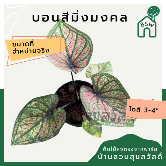 บอนสีมิ่งมงคล (Caladium) ไม้มงคลในกระถางพร้อมตั้ง