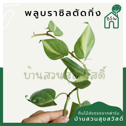 พลูด่าง (Epipremnum Aureum) ไม้ตัดกิ่งราคาย่อมเยา