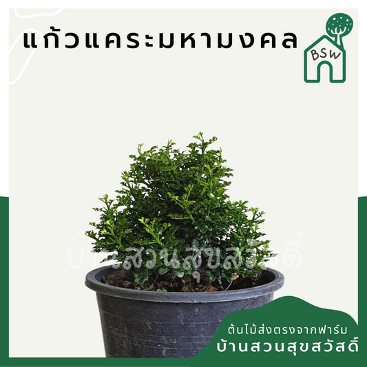 แก้วแคระมหามงคล (Murraya Paniculata) ไม้ดอกหอมในกระถาง 4 นิ้ว
