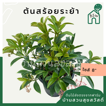 สร้อยระย้า (Russelia Equisetiformis) ไม้ดอกในกระถาง 11 นิ้ว