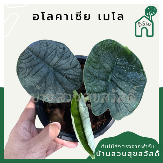 อโลคาเซียเมโล (Alocasia Melo) ไม้ใบหนาในกระถางพร้อมตั้ง