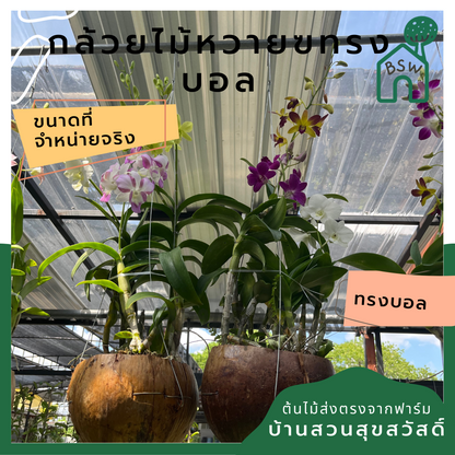 กล้วยไม้หวาย ทรงลูกบอล พร้อมแขวน ต้นใหญ่ เลี้ยงง่าย ออกดอกเก่ง