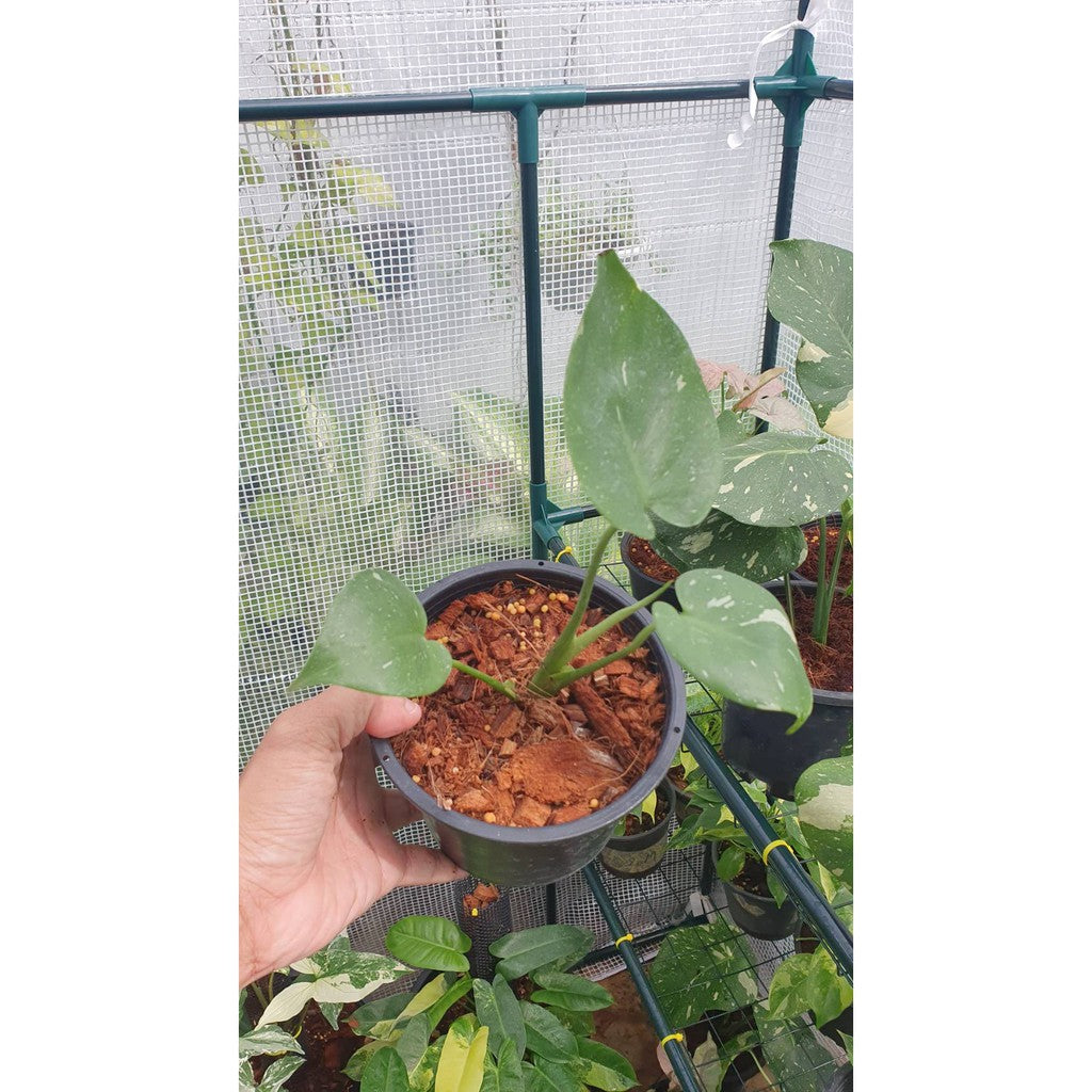 ต้นมอนสเตอร่า ไทยคอนด่าง Monstera Thai Constellation Variegated ใบสวย [เลือกต้นก่อนสั่ง] update 29/12/2564