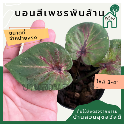 บอนสีเพชรพันล้าน (Caladium) ไม้มงคลในกระถางพร้อมตั้ง