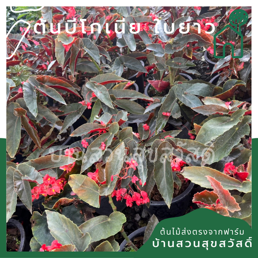 บีโกเนียใบยาว (Begonia 'Longifolia') ไม้ใบสวยในกระถาง 5-6 นิ้ว