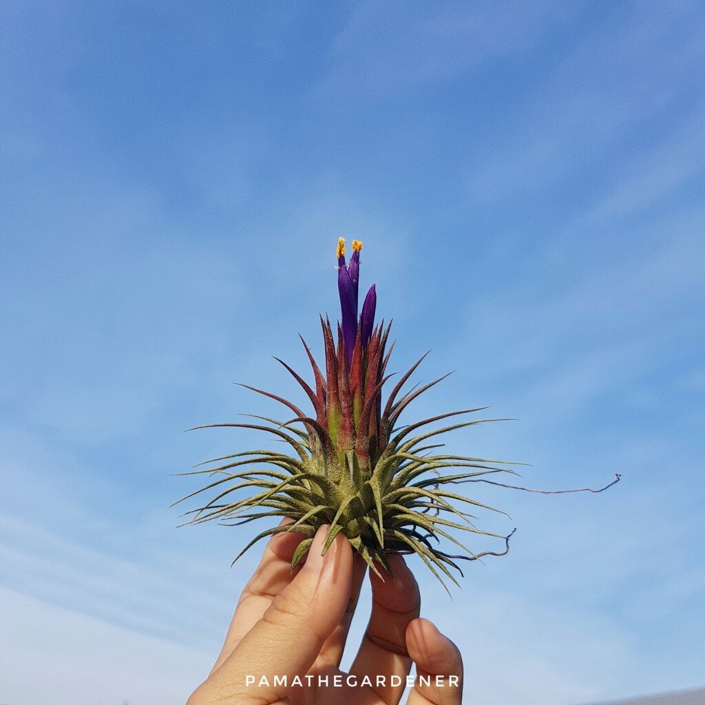 ทิลแลนเซียต้นทรงดอกบัว Tillansia ionantha druid *ปกติใบเป็นสีเขียว