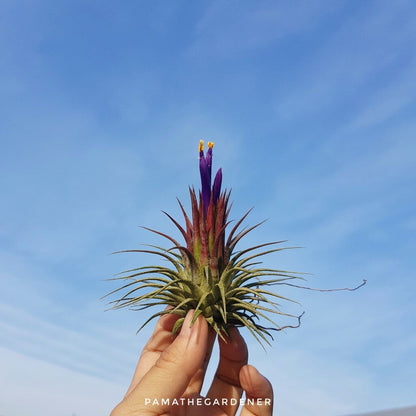 ทิลแลนเซียต้นทรงดอกบัว Tillansia ionantha druid *ปกติใบเป็นสีเขียว
