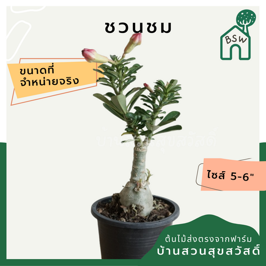ต้นชวนชม 6 นิ้ว ไม้โขดสวย ทนแดดจัดได้ดีมาก ไม่ต้องรดน้ำเยอะ ชอบแล้งๆ
