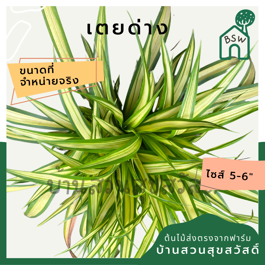 เตยด่าง (Pandanus Veitchii) ไม้จัดสวนในกระถาง 5-6 นิ้ว