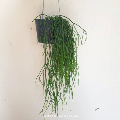 ริพซาลิส สายฝน ในกระถาง 4 นิ้ว Rhipsalis Burchellii