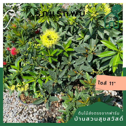 รักแรกพบ ต้นรักแรกพบ กระถาง 11 นิ้ว ไม้แดด ต้นใหญ่สวยมาก ออกดอกตลอดปี