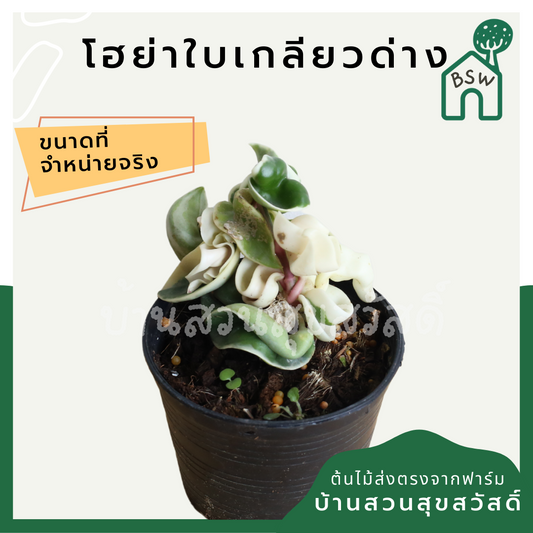 โฮย่าเกลียวด่าง (Hoya Compacta 'Variegata') ไม้แขวนใบลายในกระถาง 4 นิ้ว